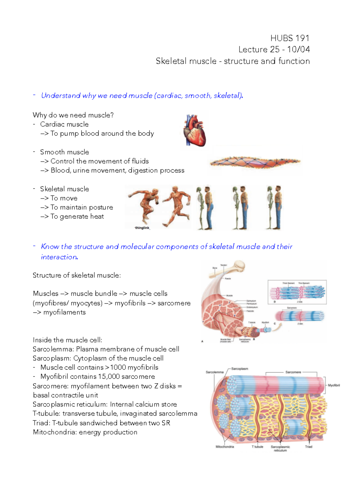 Skeletal muscle structure and function - HUBS 191 Lecture 25 - 10 ...