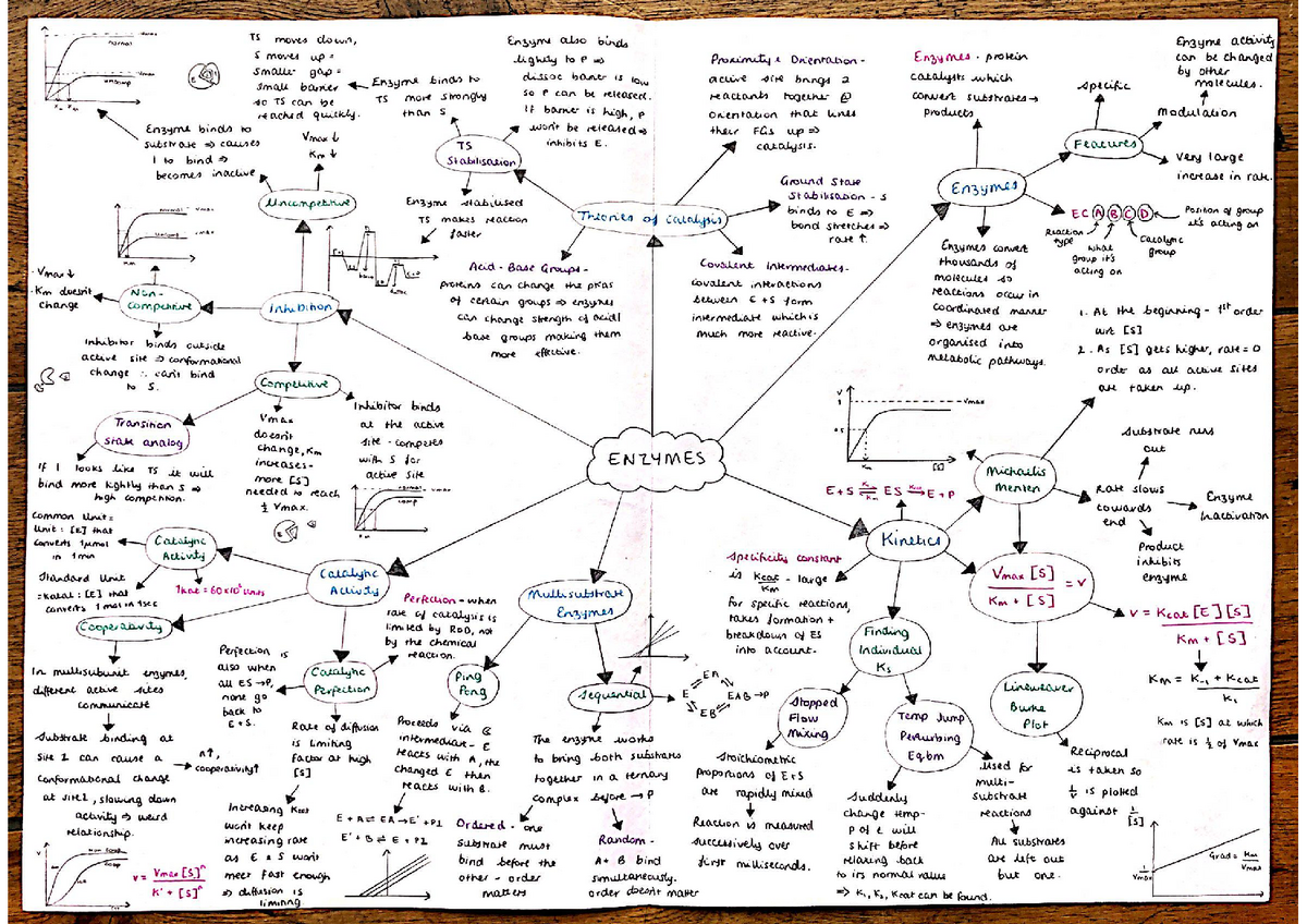 Year 1 Medicinal Chemistry - Enzymes Mindmap Summary - F1NF - Studocu