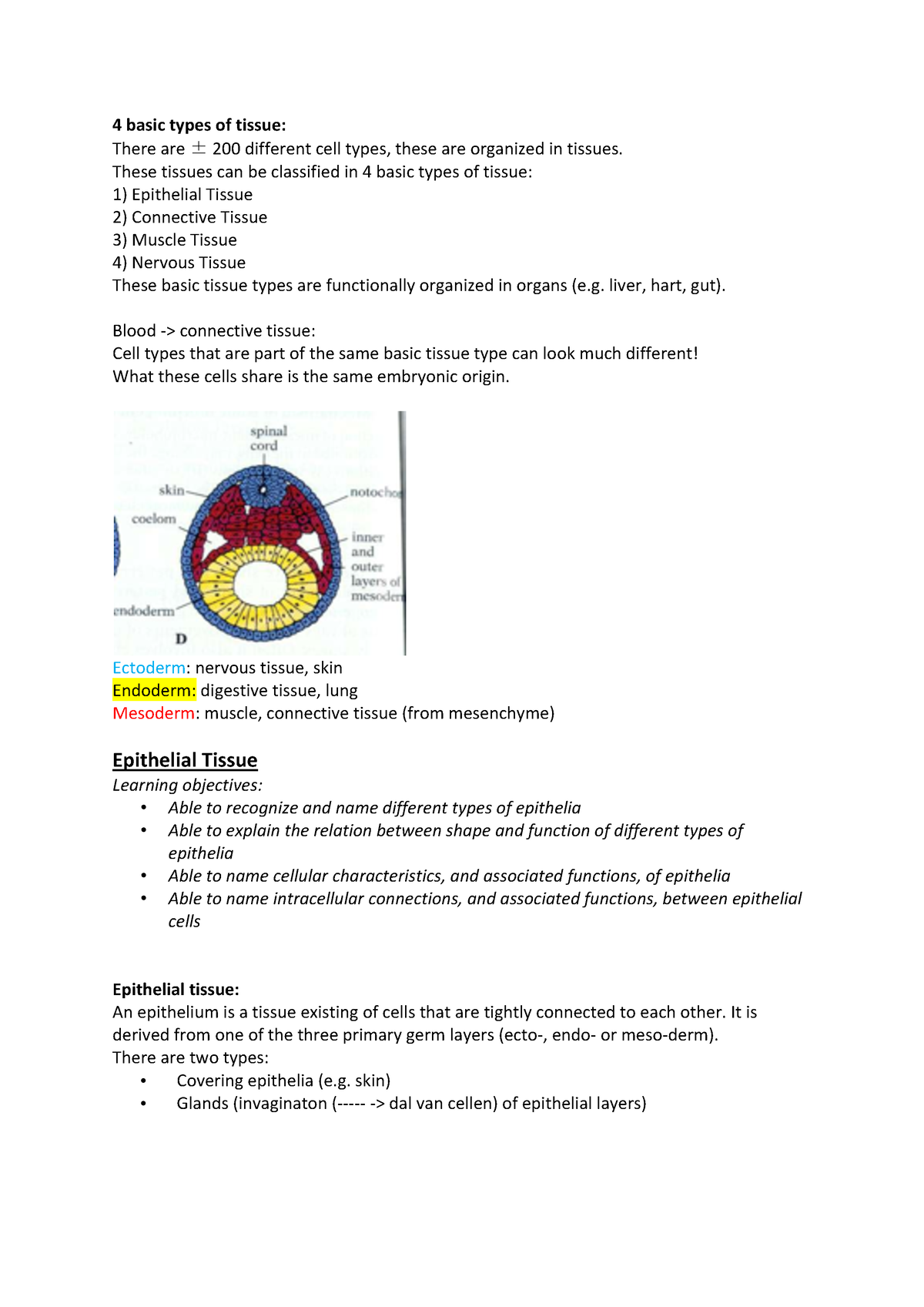 Summary Histology First Year BMS 2020 - 4 Basic Types Of Tissue: There ...