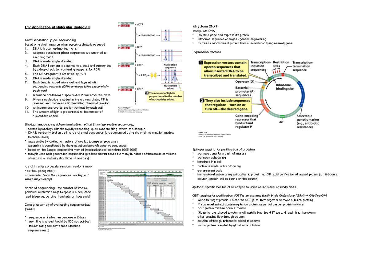 Application of Molecular Biology III DNA is broken up into fragments
