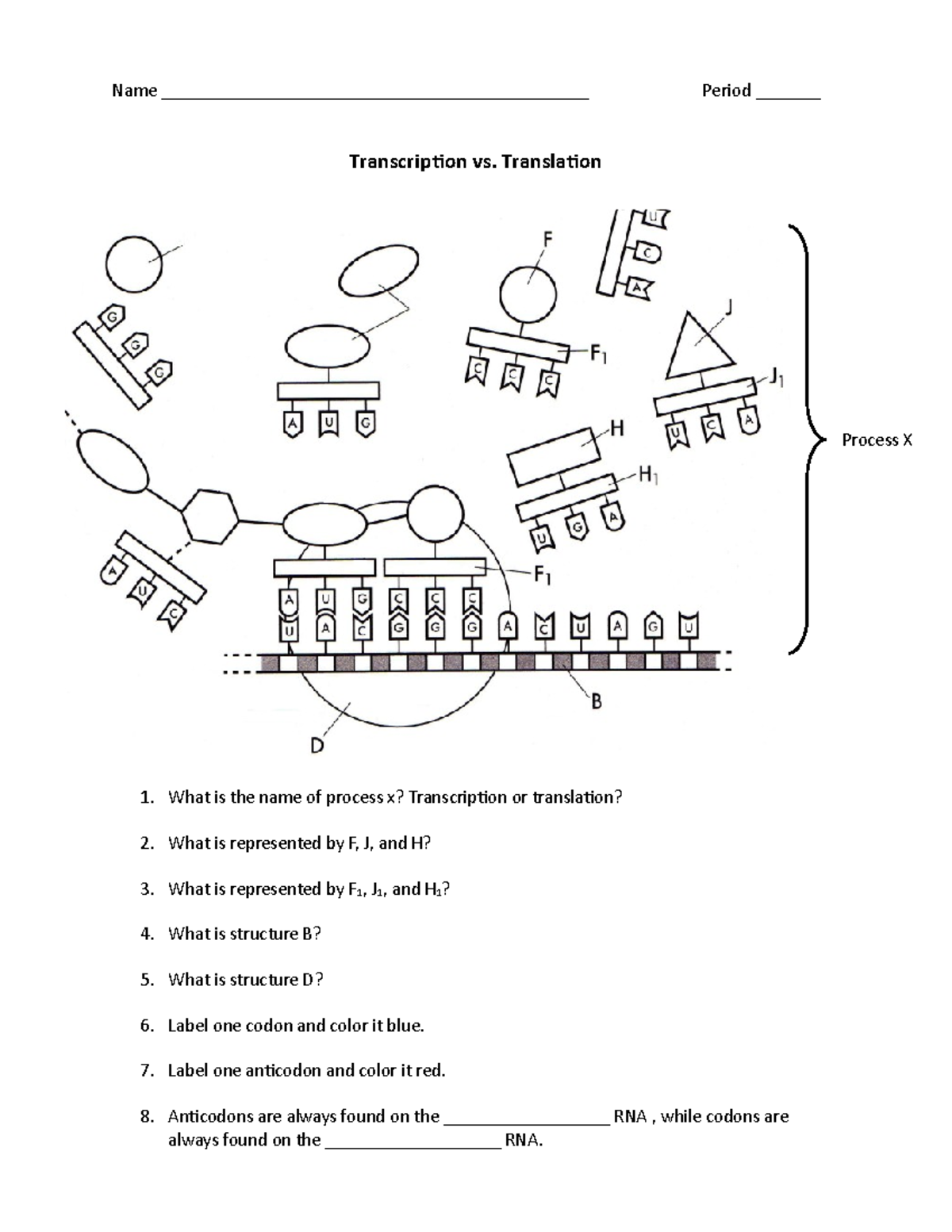 Transcription And Translation Worksheet Answers