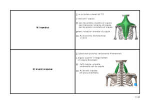 Anatomische Vlakken, Assen, Oriëntaties En Bewegingen - Anatomische ...