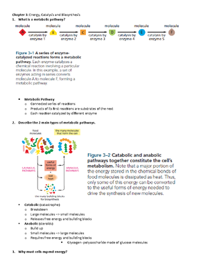 Chapter 07 DNA to Protein - How Cells Read the Genome - Chapter 7 ...