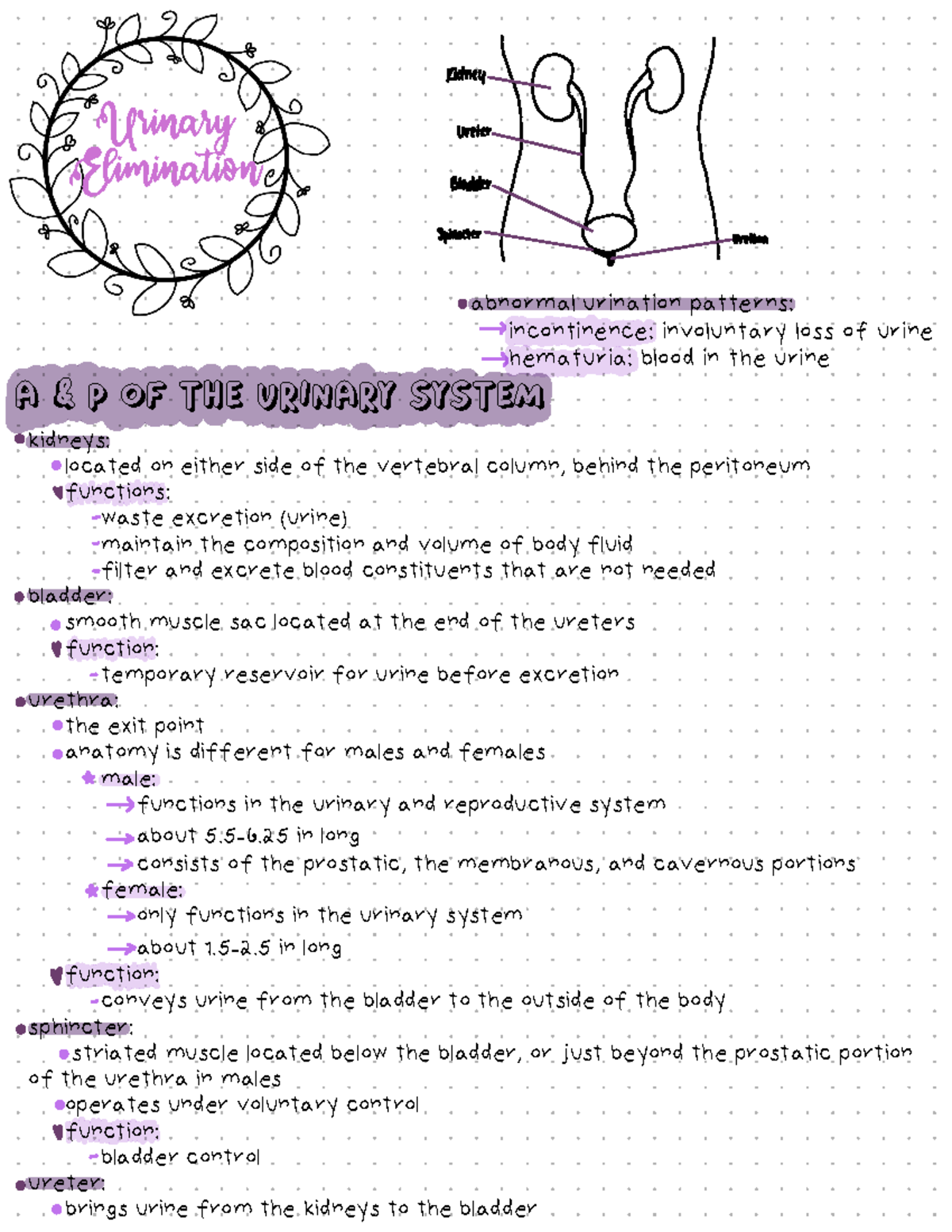 Urinary Elimination (unit 6) - Urinary Elimination abnormal urination ...
