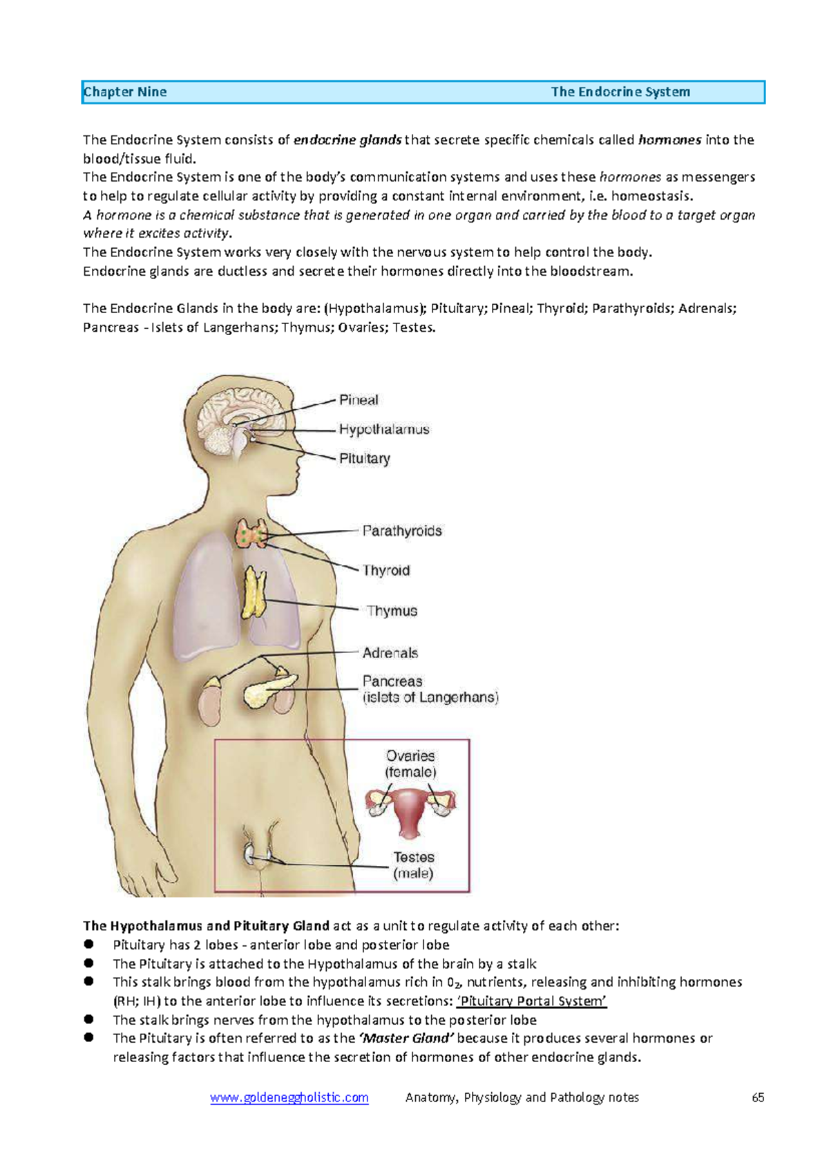 The Endocrine System Notes - Chapter Nine The Endocrine System The ...