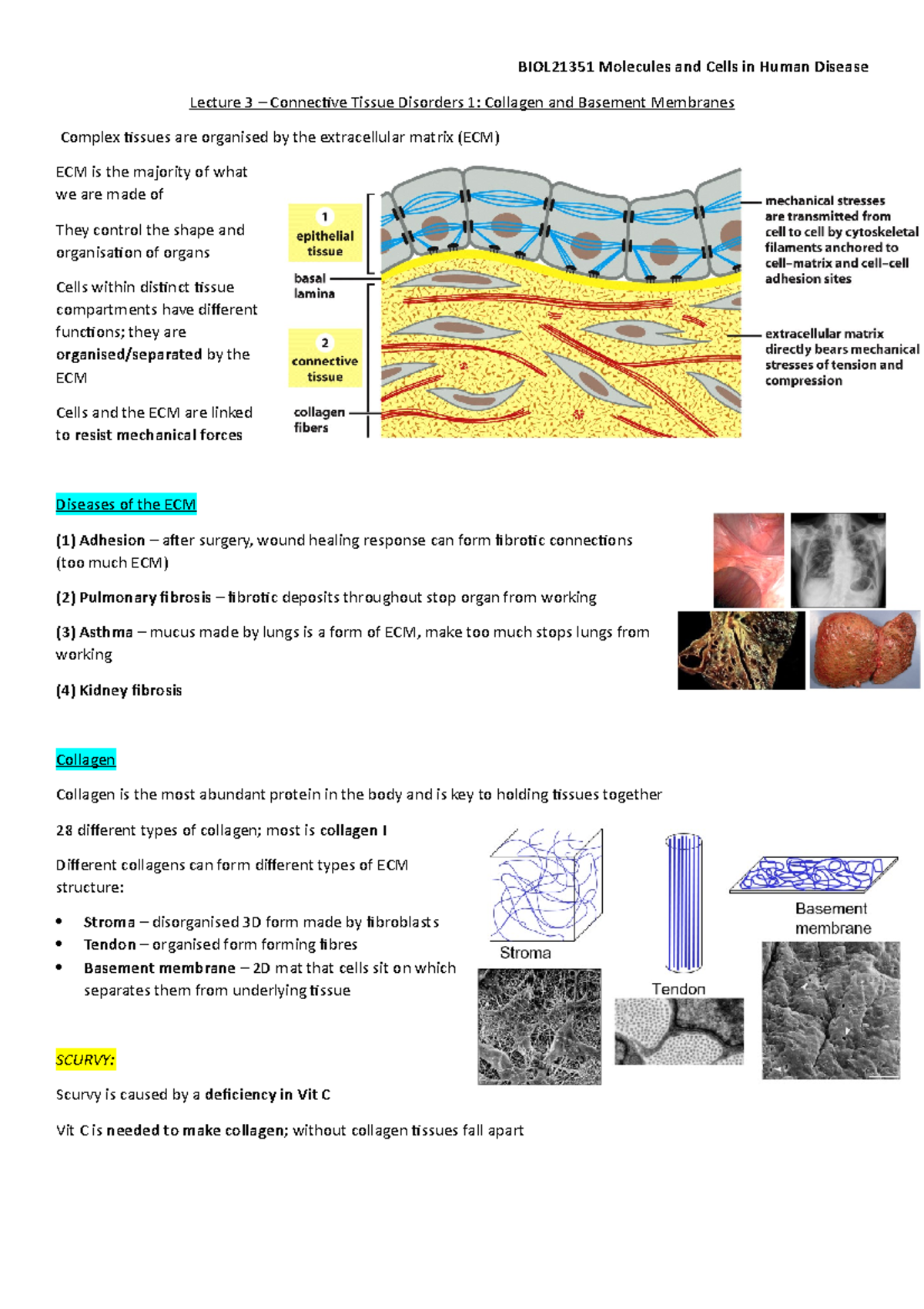 Lecture 3 – Connective Tissue Disorders 1 Collagen and Basement ...