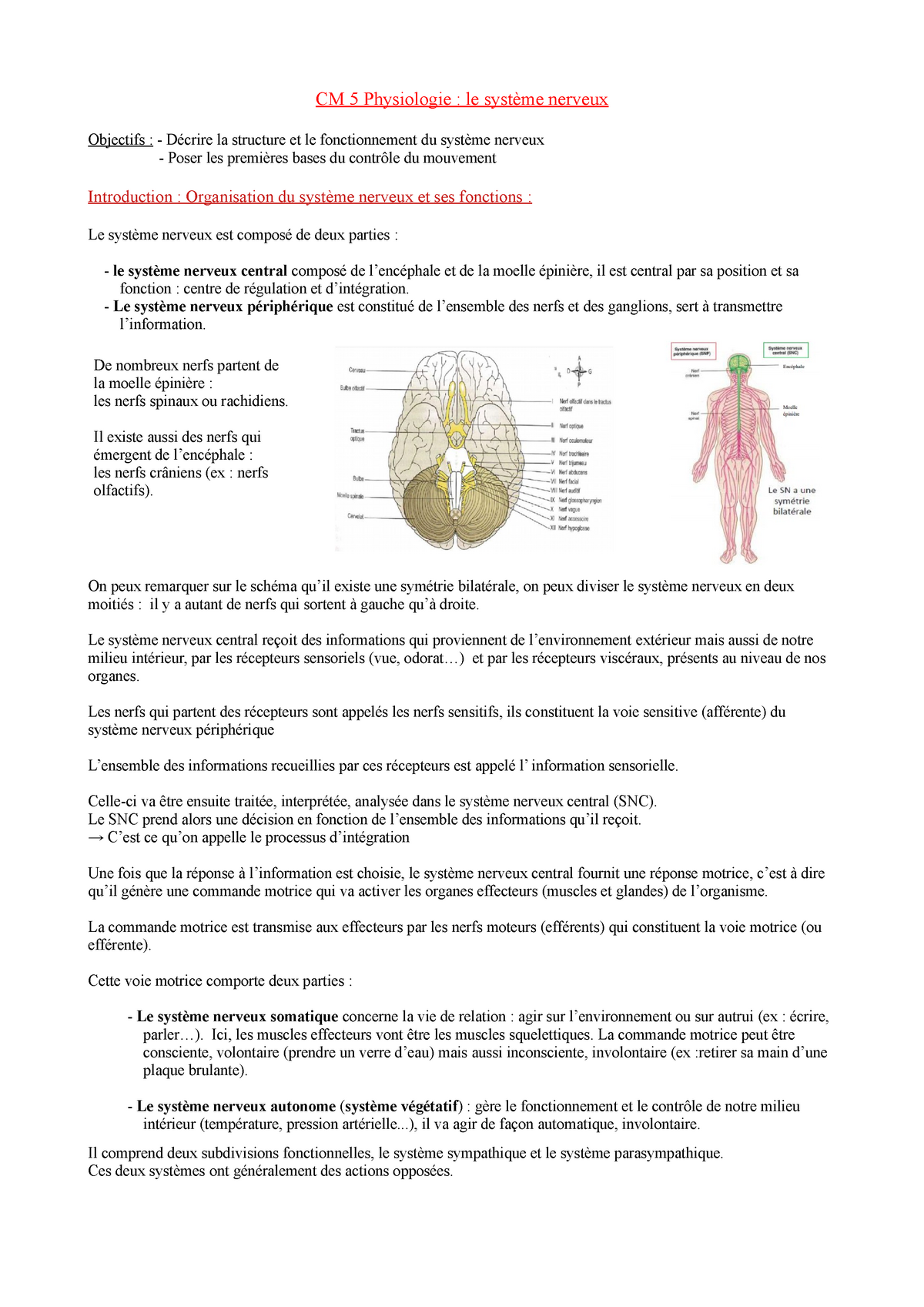 Système Nerveux Cours 1 - CM 5 Physiologie : Le Système Nerveux ...