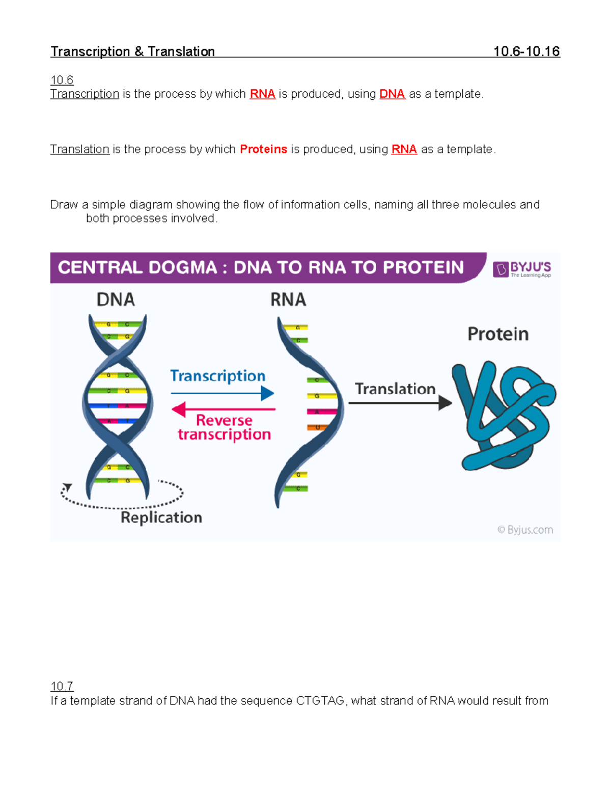 Guided noted 6 Dr. Nielson Transcription & Translation 1010. 10. Transcription is the Studocu