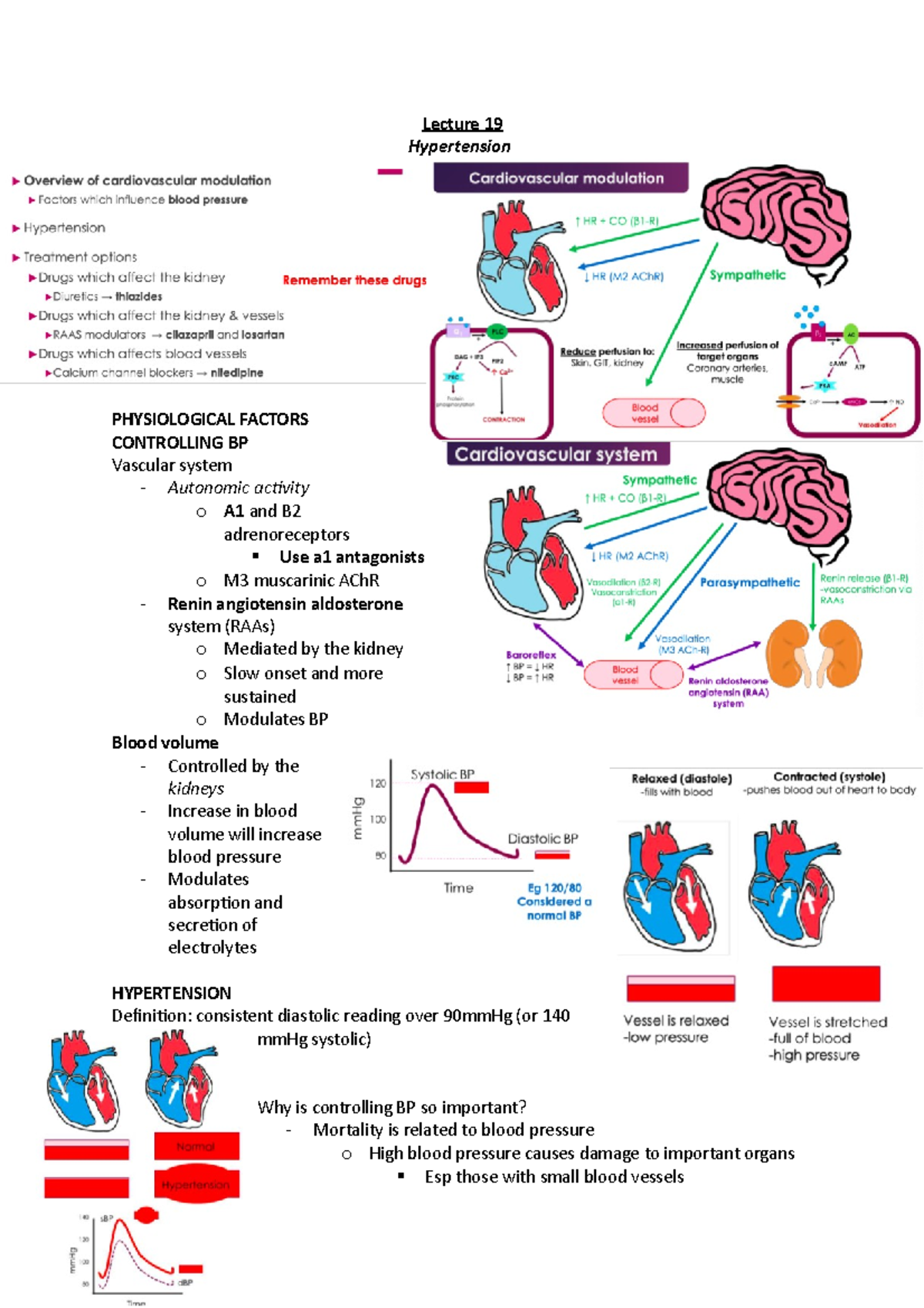 Lecture 19 - hypertension - Lecture 19 Hypertension PHYSIOLOGICAL ...