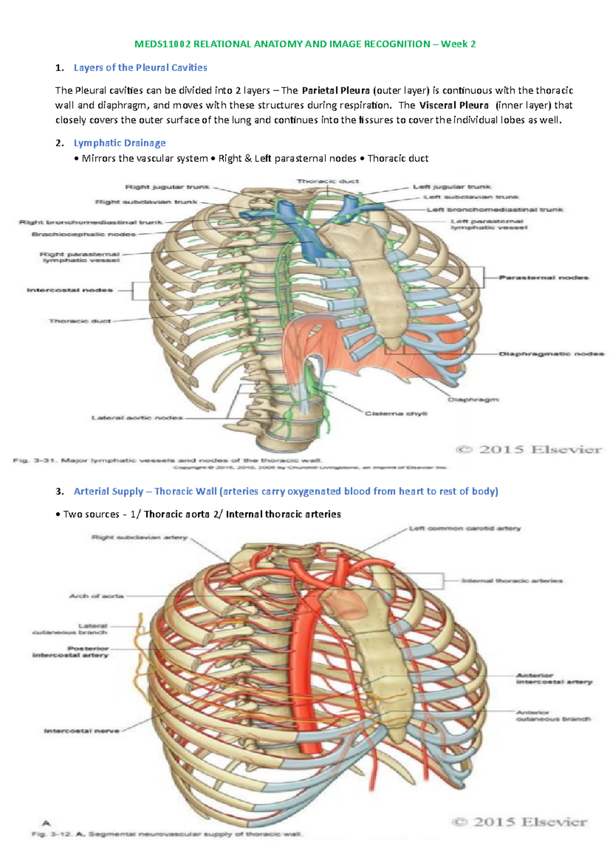 Week 2 -MEDS11002 Relational Anatomy AND Image Recognition - MEDS11002 ...