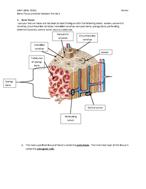 AP I Prelab Assignment 3 - Bone Tissue and Axial Skeleton Pre-lab