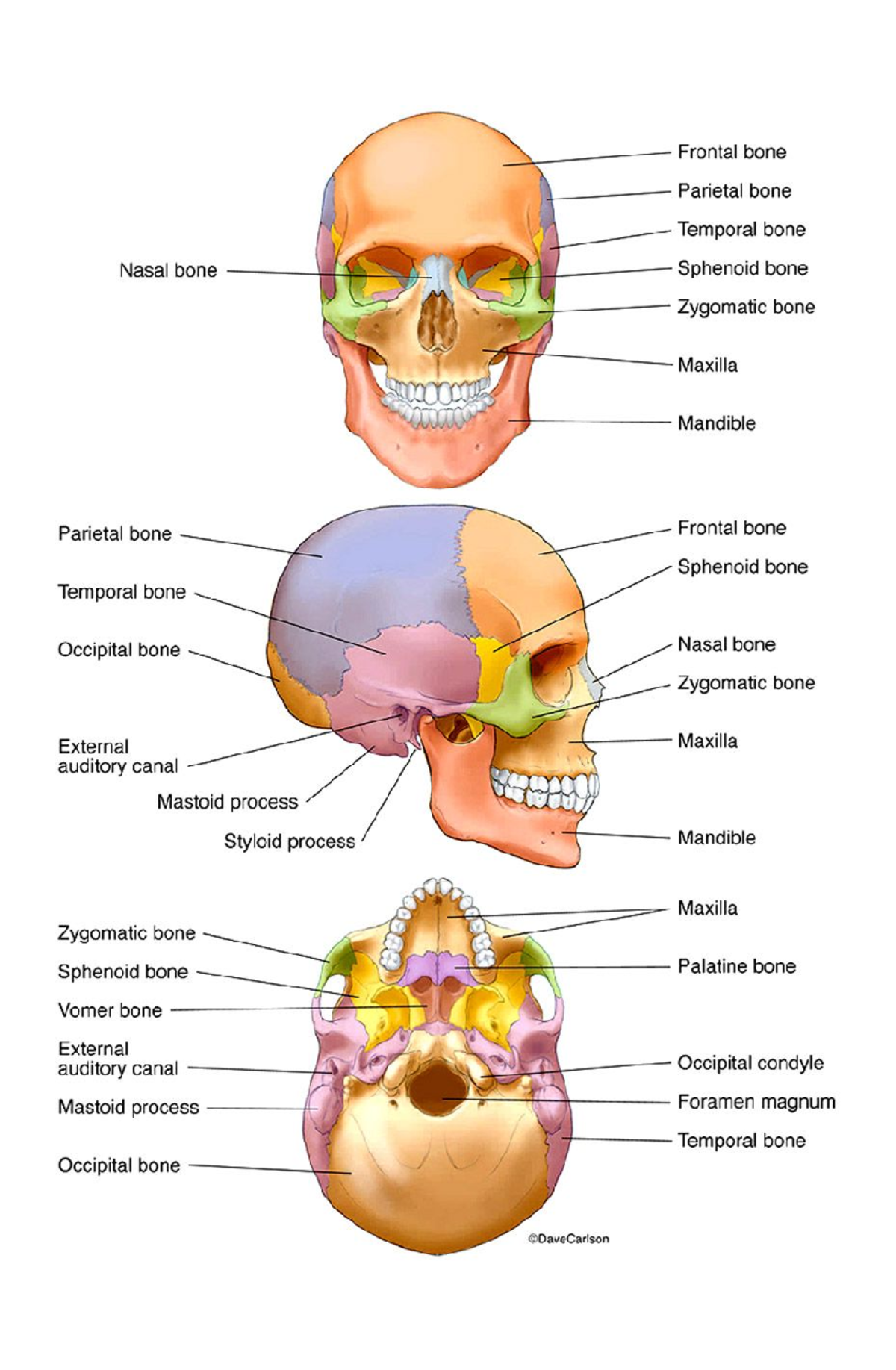 Skeletal system - nothing - bs nursing - Studocu