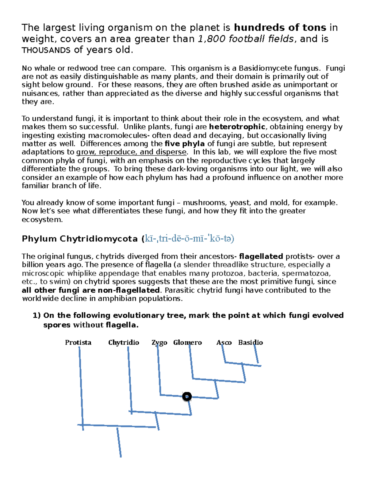 Exercise Fungi Worksheet - The largest living organism on the planet is  hundreds of tons in weight, - StuDocu
