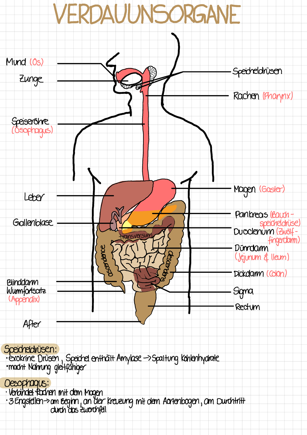 Verdauungstrakt - Zusammenfassung Anatomie, Thema Verdauungsorgane ...