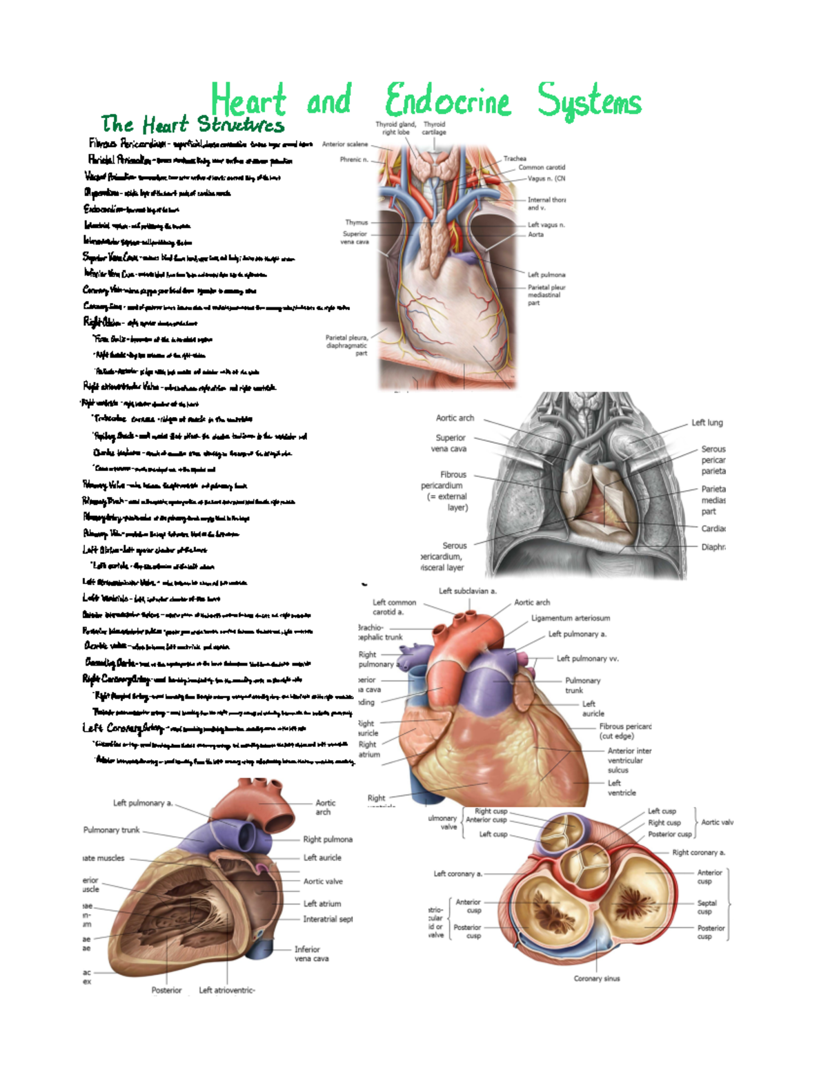 Heart and Endocrine Systems terms - Heart and Endocrine the Heart ...