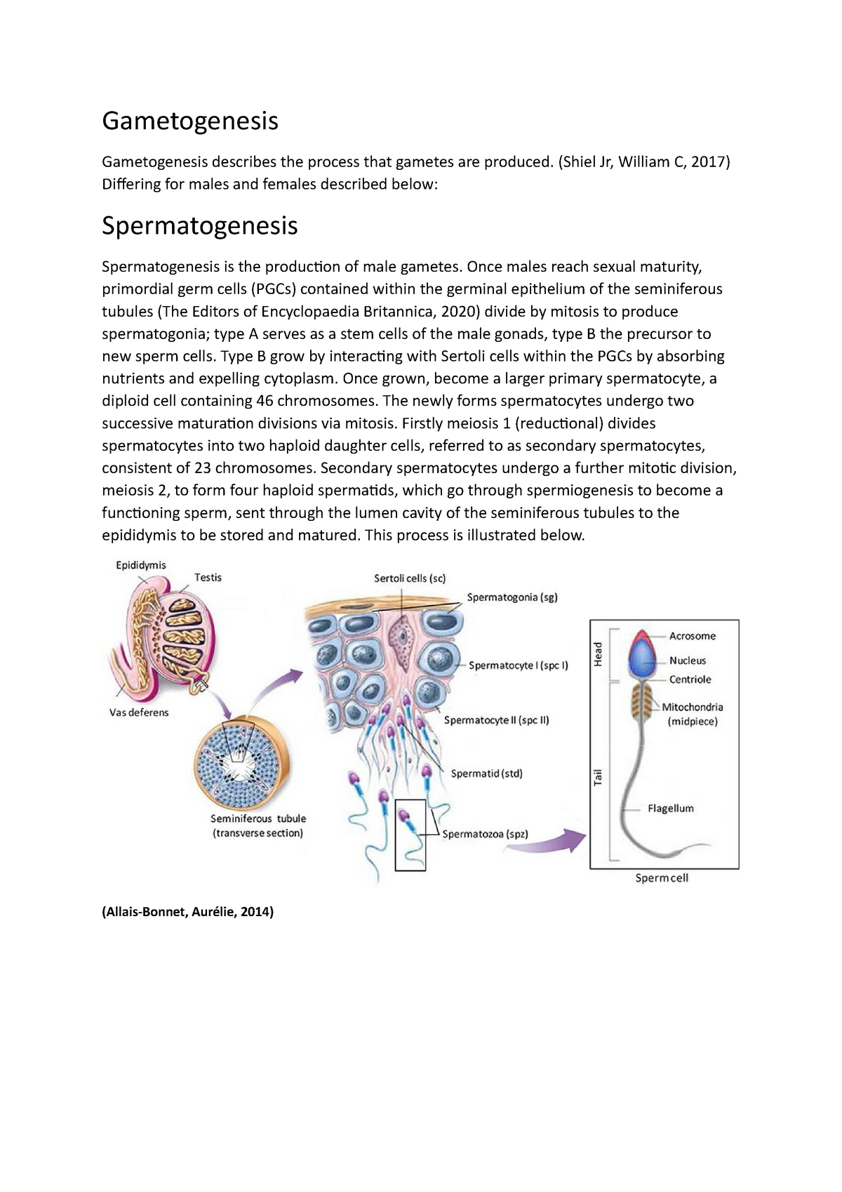 Gametogenesis Human Reproduction Gametogenesis