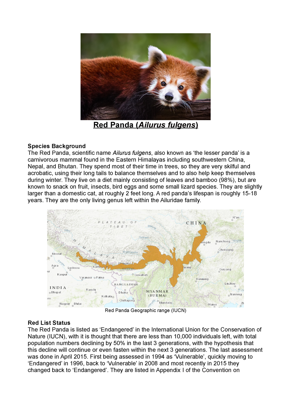 Red Panda Wiki Page - Red Panda (Ailurus fulgens) Species Background