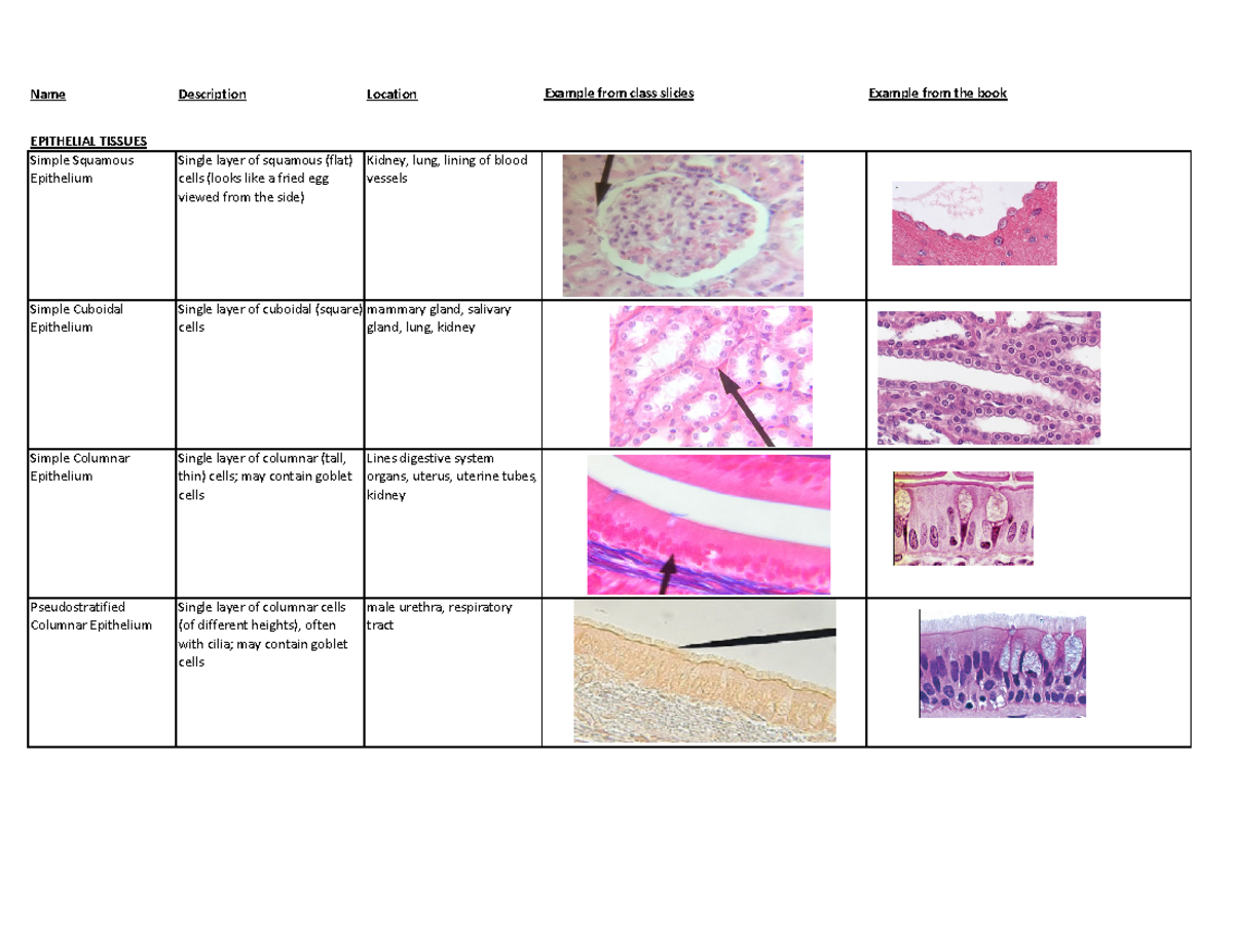 Lab 5 Histology Table Details - Name EPITHELIAL Simple Squamous TISSUES ...