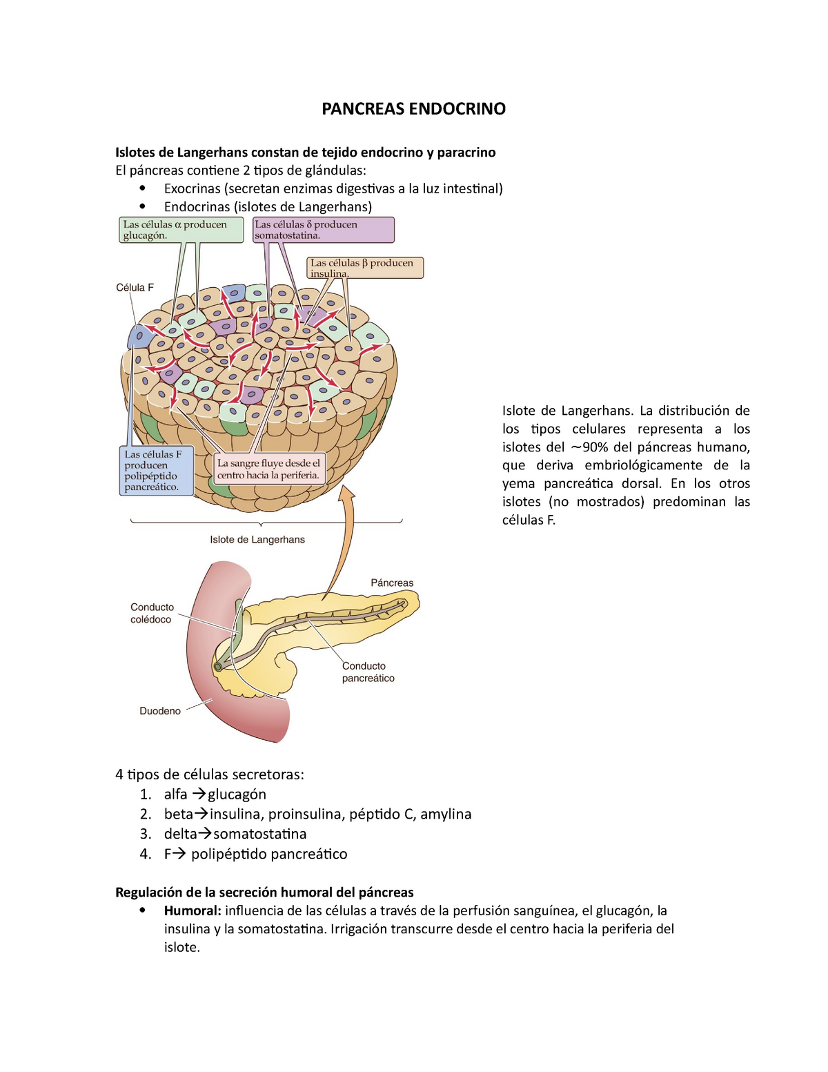 diagrama de islotes de langerhans