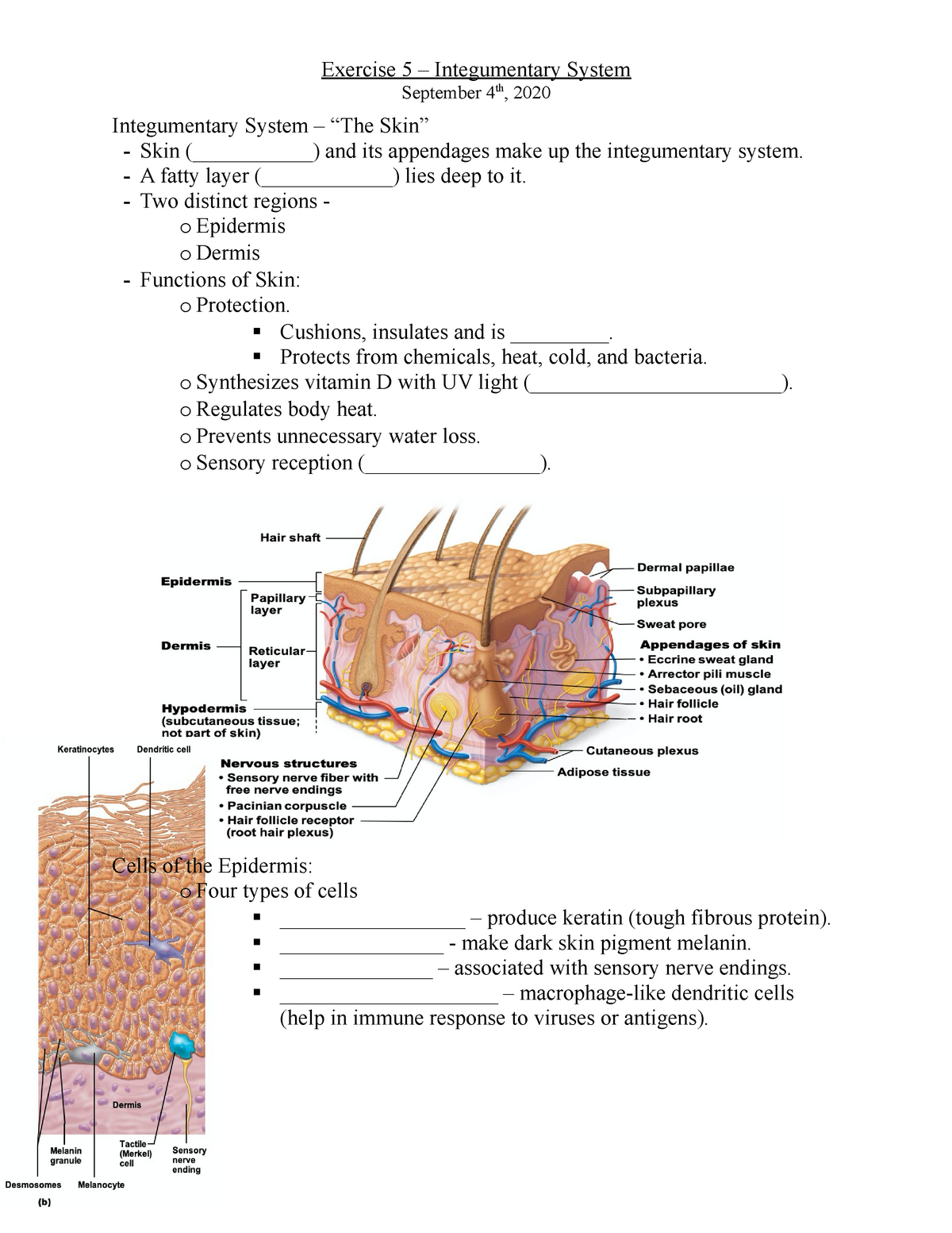 Exercise 20 - Integumentary System Outline - BIO-20-20 - Anatomy Throughout Integumentary System Worksheet Answers