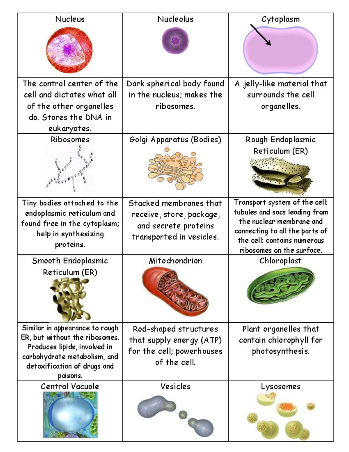 Organelle Match Up Cards - Nucleus Nucleolus Cytoplasm The control ...