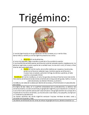 Anatom A Y Fisiolog A Del Aparato Respiratorio - ANATOMÍA Y FISIOLOGÍA ...