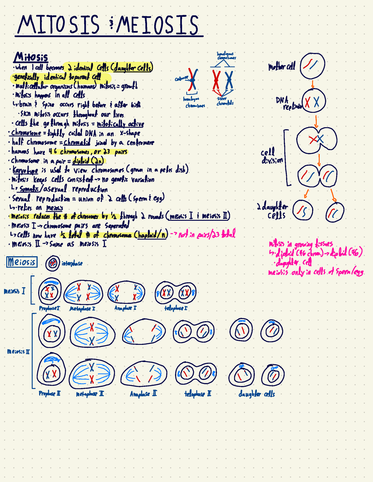 Lecture Exam 3 - MITOSIS:MEIOSIS MitOSiS . when I cell becomes ...