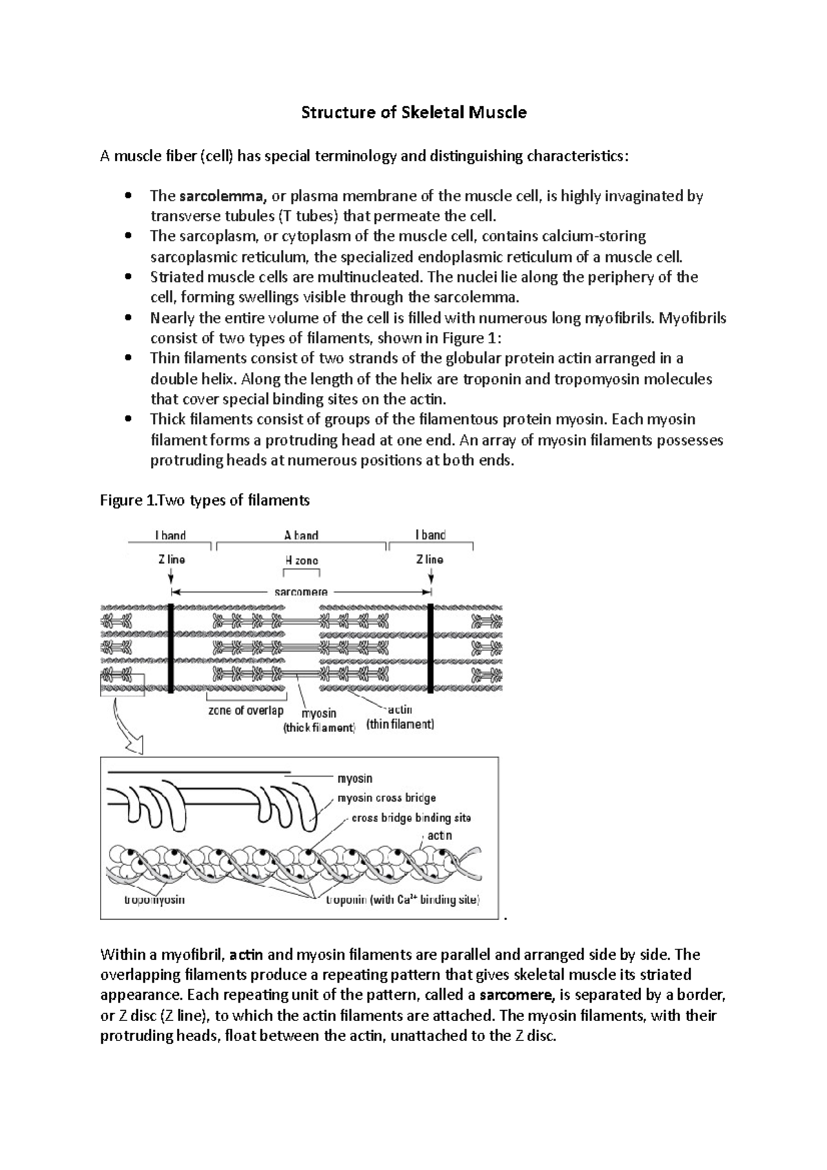 Structure of skeletal muscle - Structure of Skeletal Muscle A muscle ...