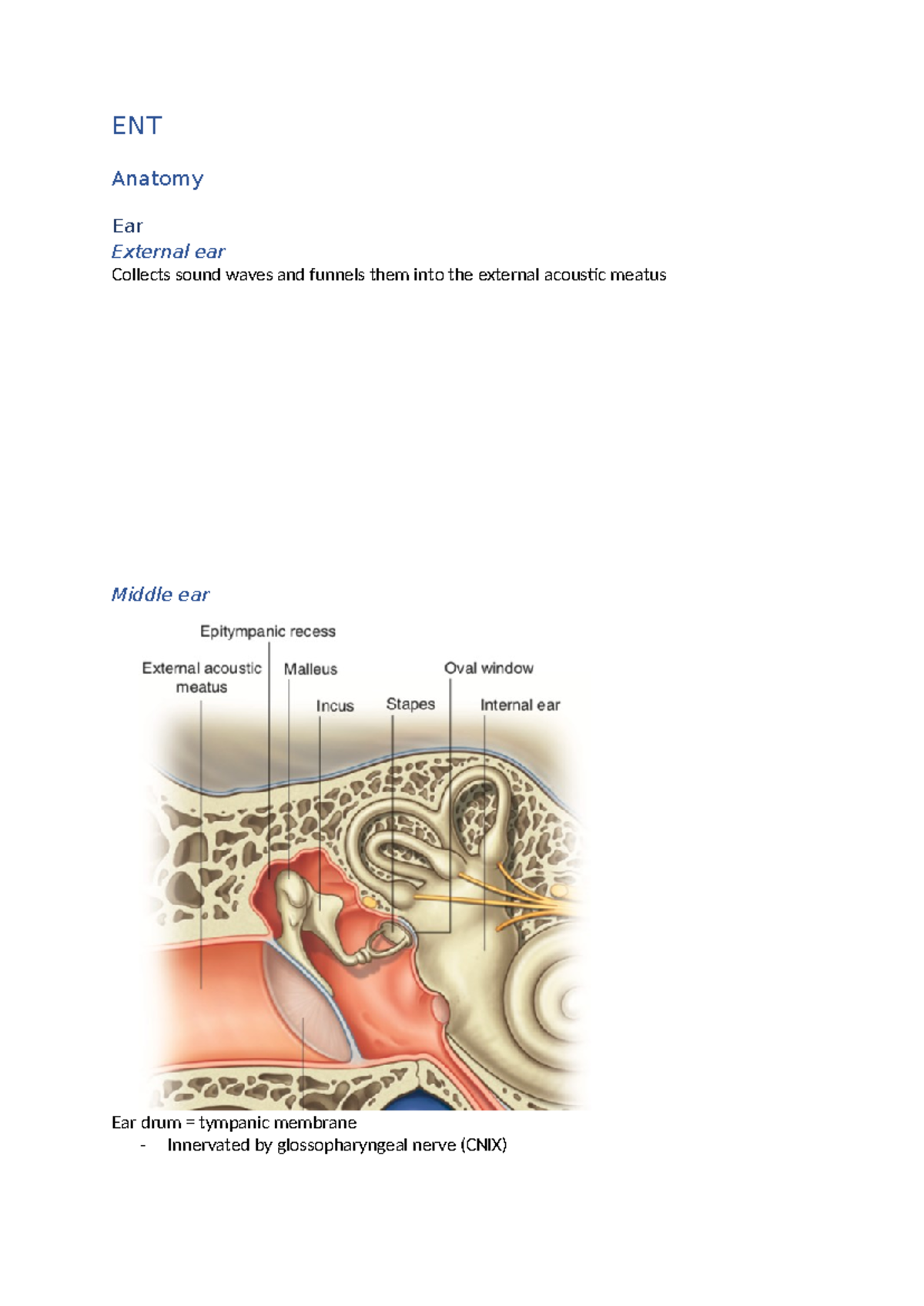 ENT + Opthamology (final) ENT Anatomy Ear External ear Collects sound