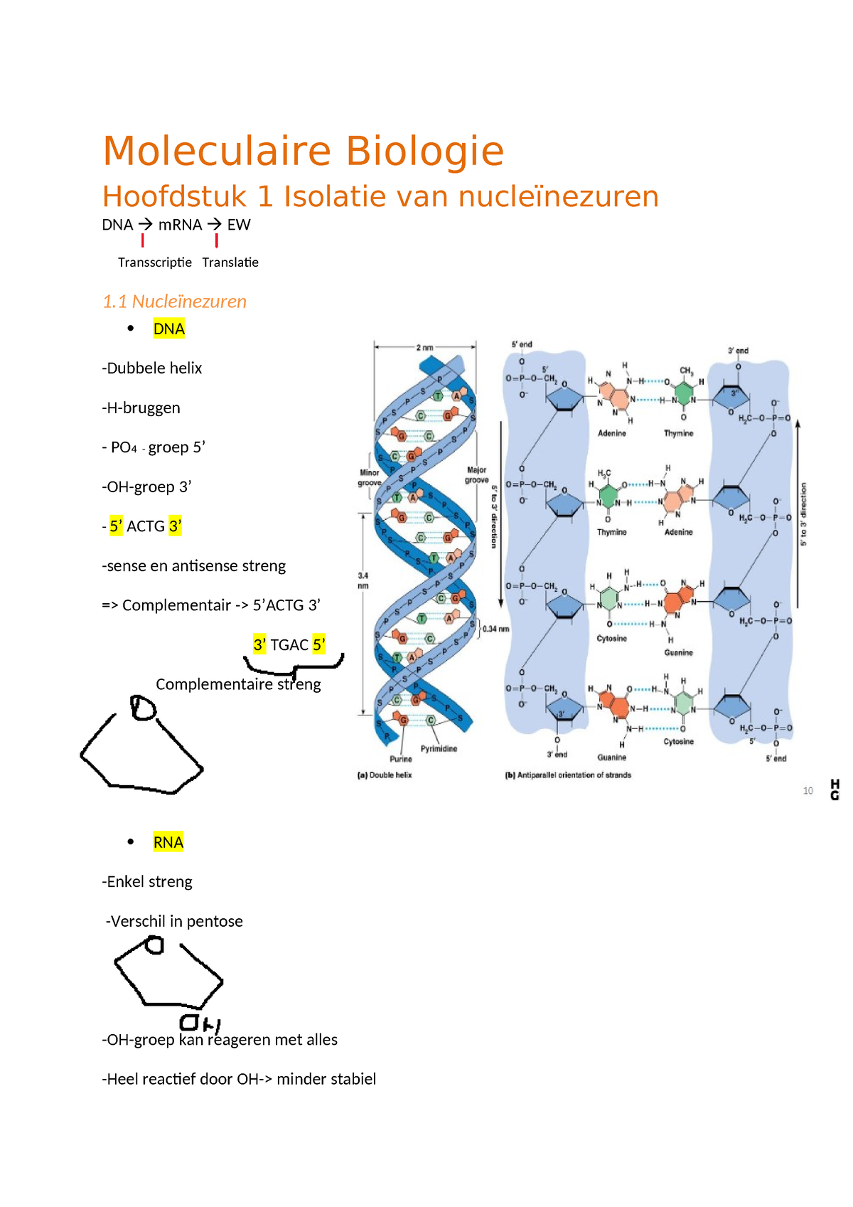 Moleculaire Biologie Samenvatting - Moleculaire Biologie Hoofdstuk 1 ...