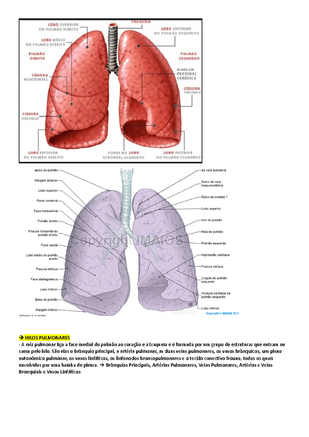 Função pulmonar em morsas - WeZooIt