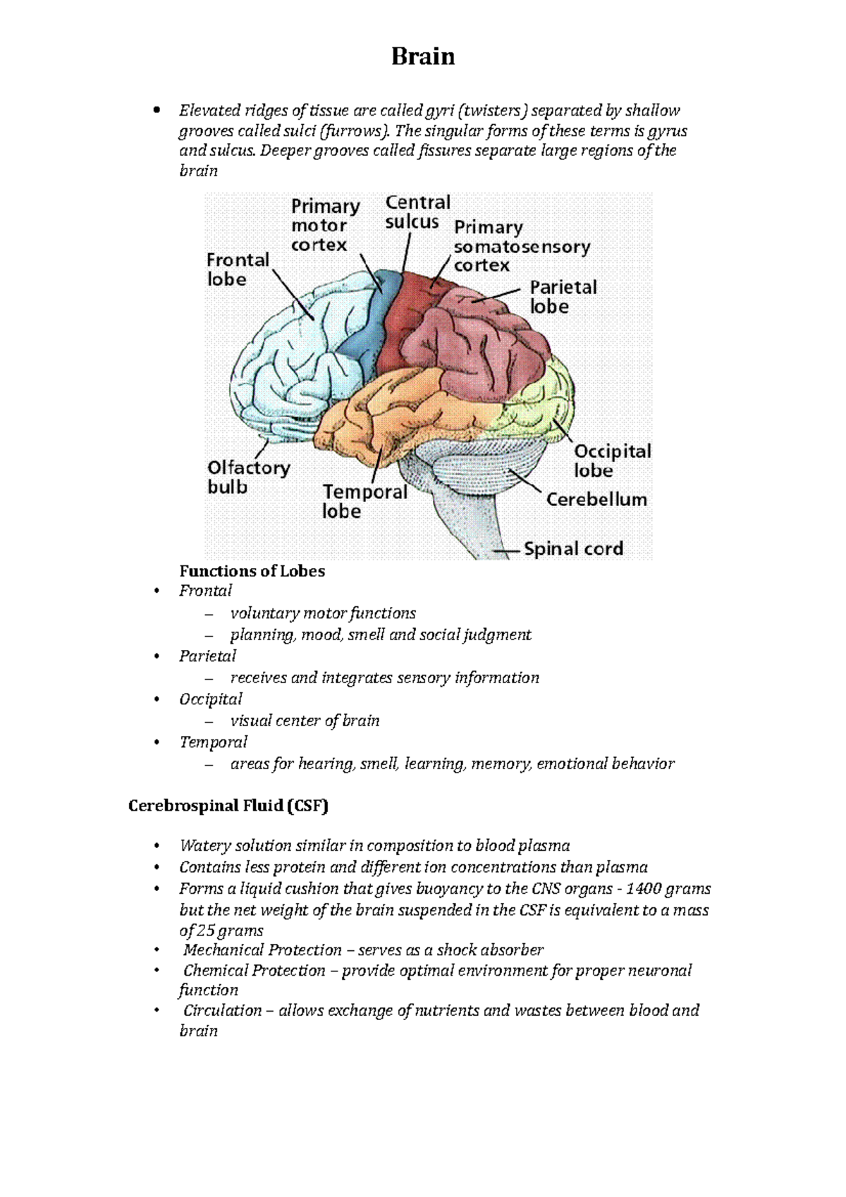 Brain - Brain • • • • Elevated ridges of tissue are called gyri ...