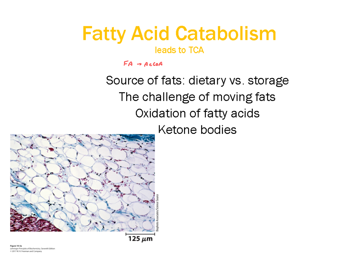 Fatty Acid Catabolism - Lecture notes from Dr. Nolta - ####### Fatty ...