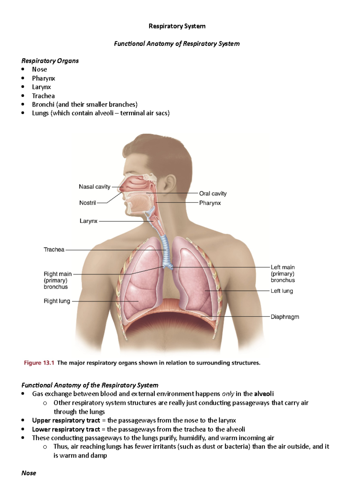 LSB142 Week 9 - Notes - Respiratory System Functional Anatomy of ...