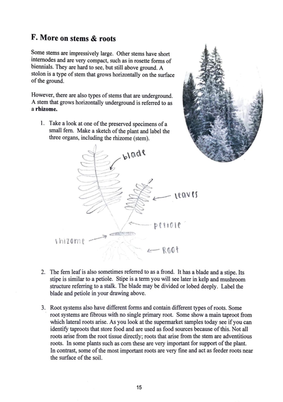 Lab 1: Plant Structure - F. More on stems & roots Some stems are ...