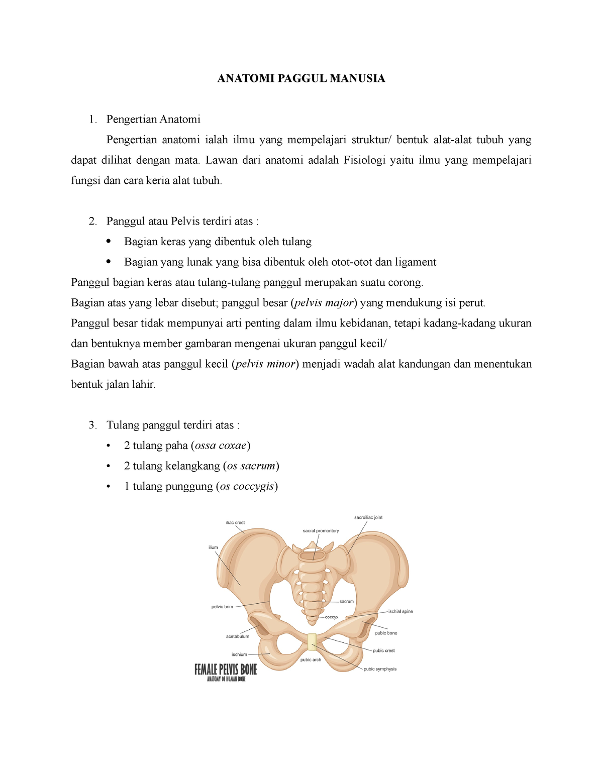 Anatomi Panggul Manusia Anatomi Paggul Manusia Pengertian Anatomi