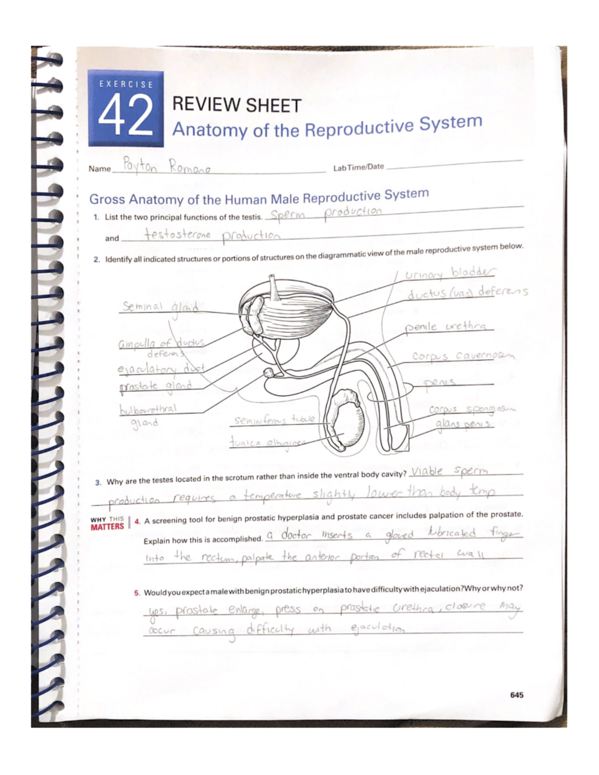 anatomy-of-the-reproductive-system-exercise-42-bio-108-studocu