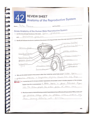 Gross Anatomy Of The Muscular System Review Sheet: Exercise 13 - BIO ...