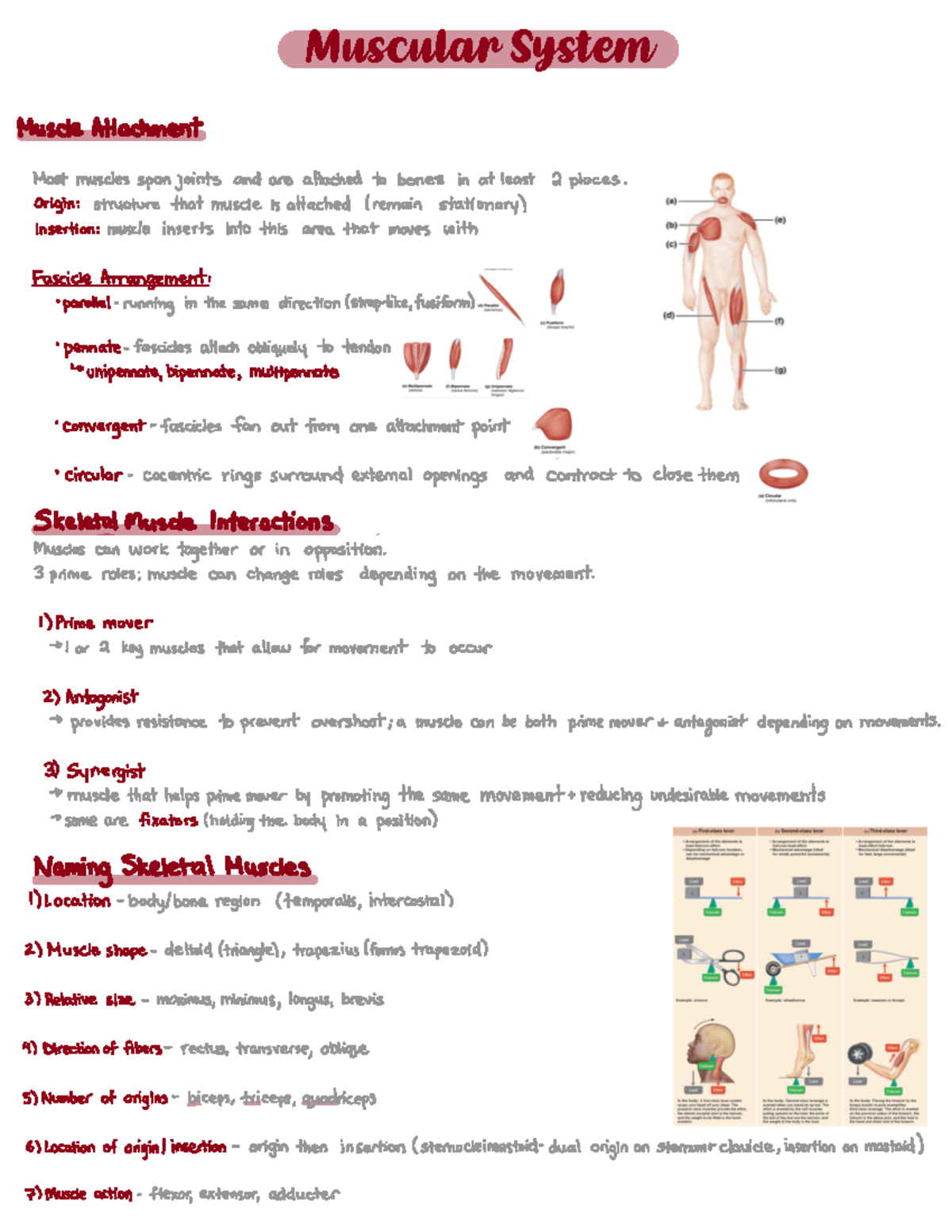 Muscles - MuscleAttachment Mostmusclesspanjointsandareattachedtobones ...