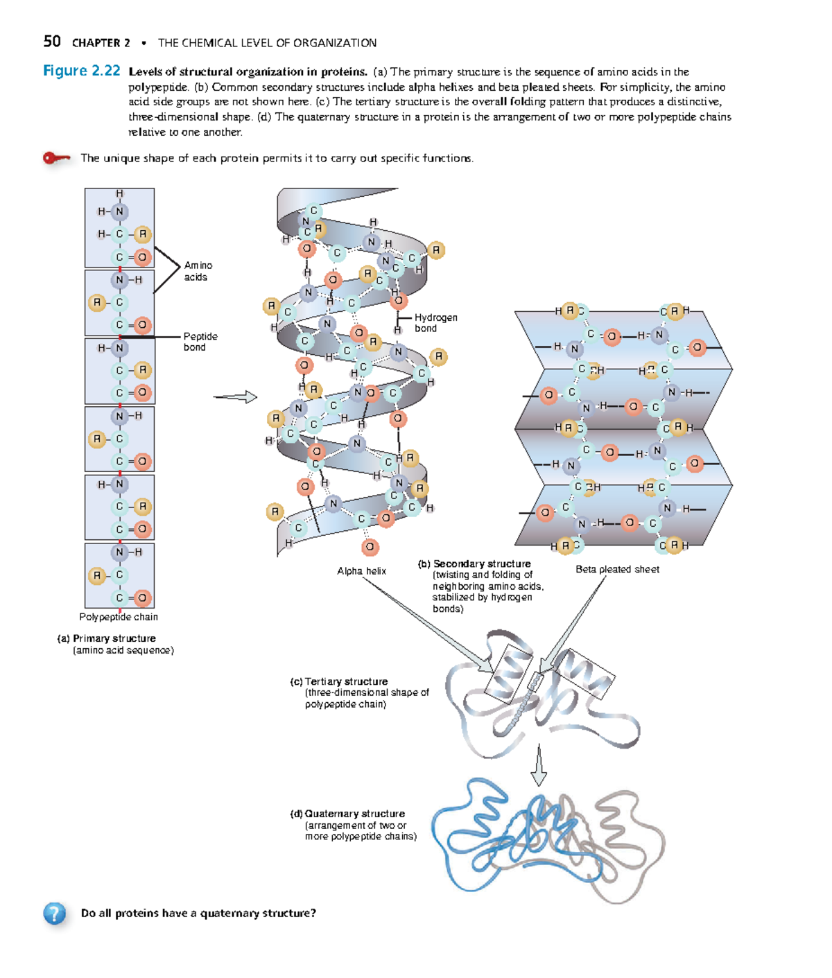 Anatomyand Physiology-28 - 50 CHAPTER 2 • THE CHEMICAL LEVEL OF ...