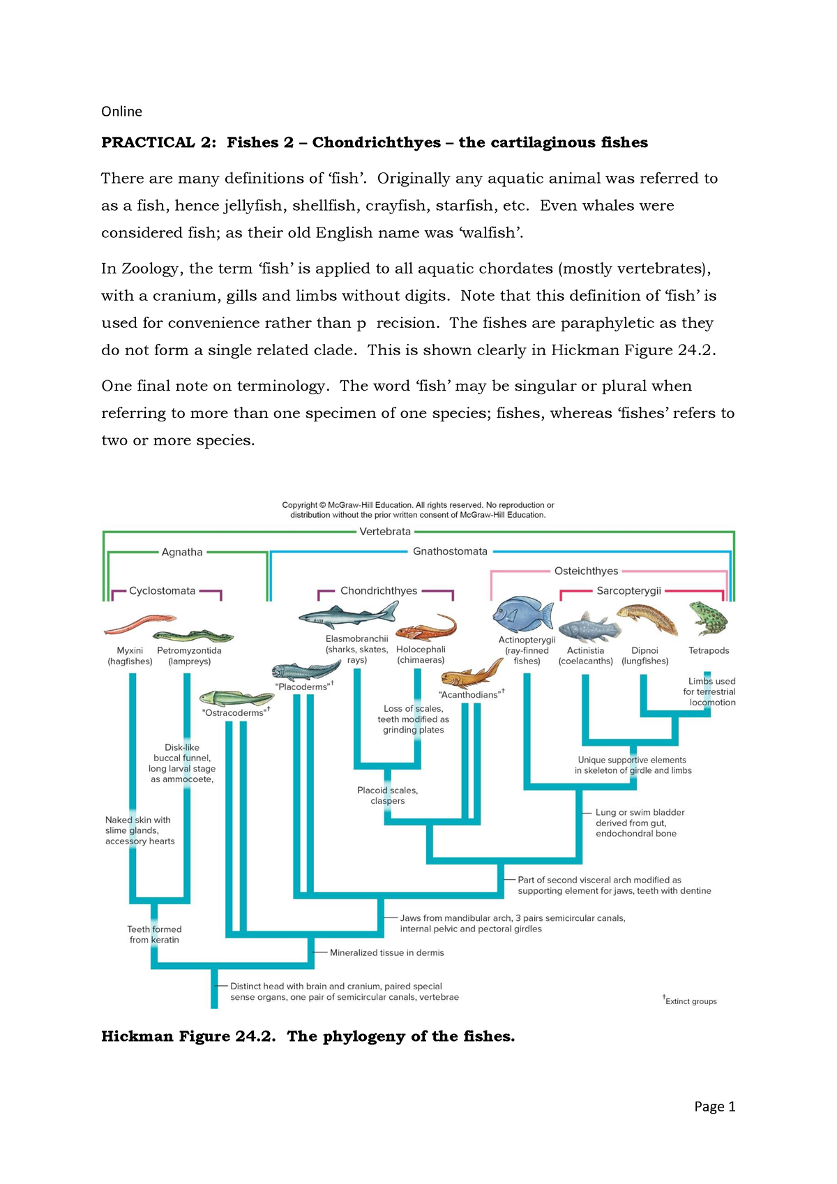 Dogfish lab 3 - lab practice - Online PRACTICAL 2: Fishes 2 ...