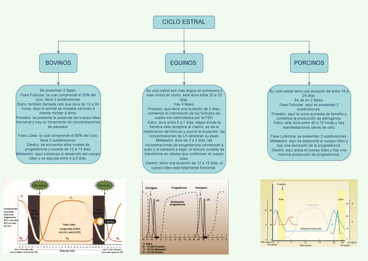 Ciclo Estral Mapa Conceptual Ciclo Estral Su Ciclo Estral Son Mas Largos En Primavera Y Mas 8263