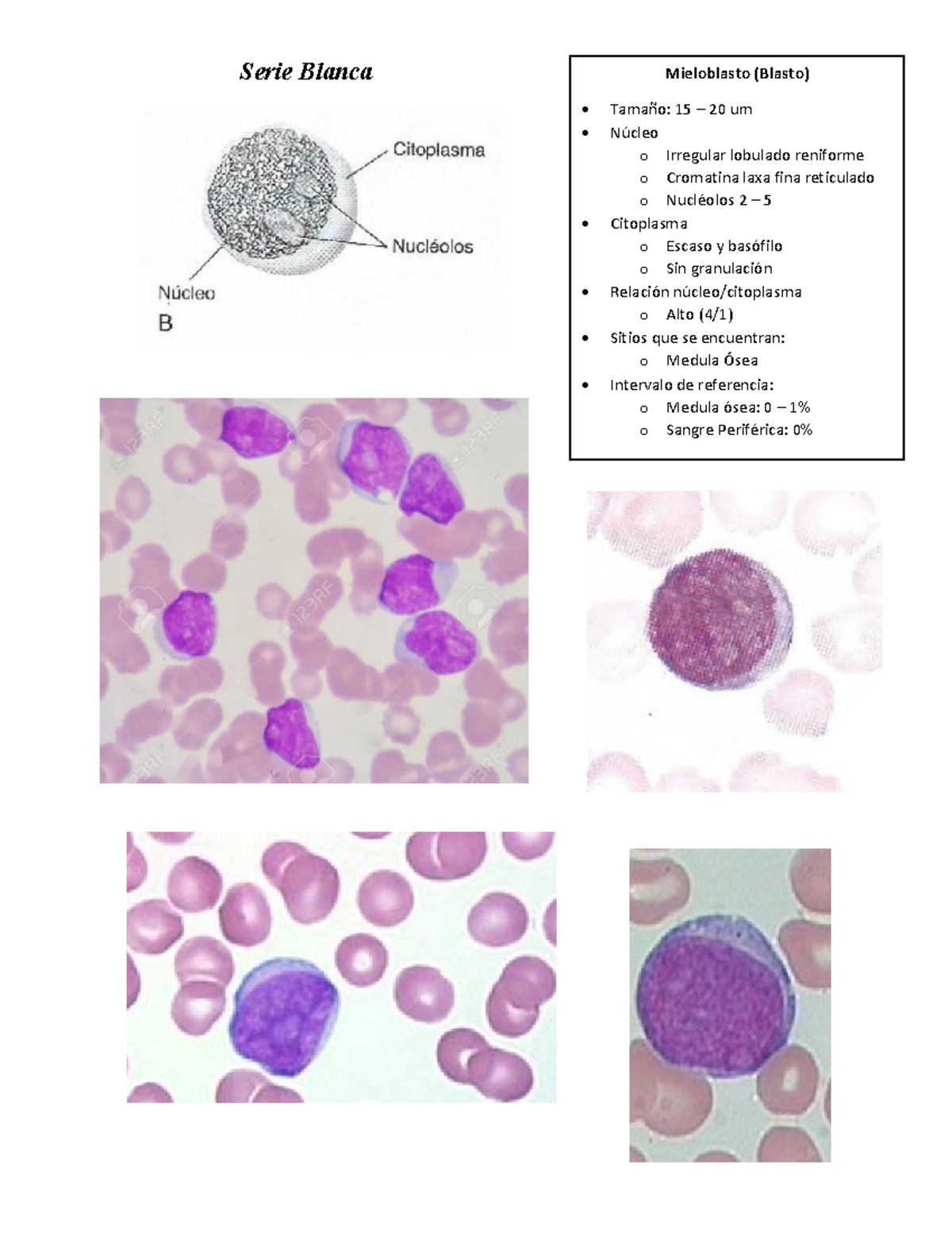 OCSE Hematologia Parte I Serie Blanca Mieloblasto (Blasto) Tamaño 15