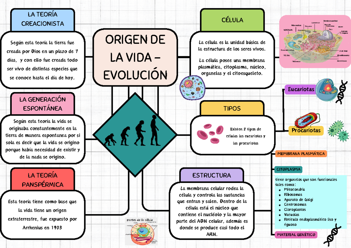 Origen de la vida - evolución - LA TEORÍA CREACIONISTA Según esta ...