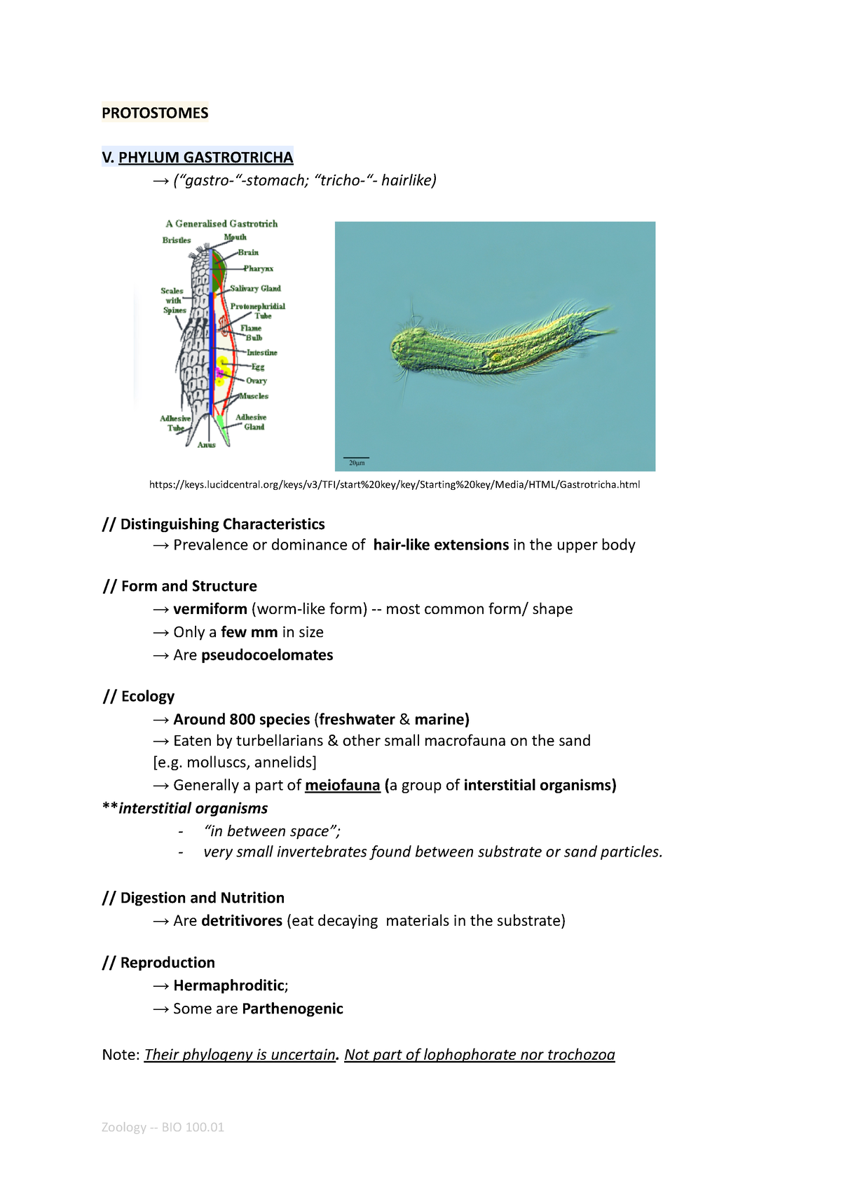 Phylum Gastrotricha, Rotifera, Gnathostomulida, Cycliophora, Nemertea ...