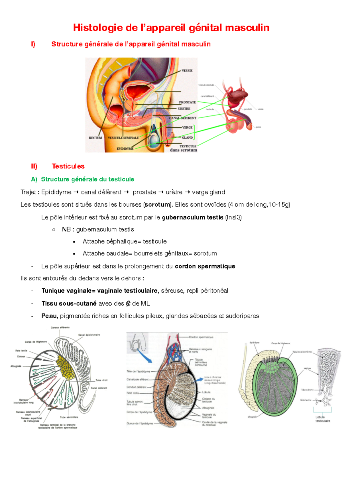 Histologie de l'appareil génital masculin 2020 - Histologie de l ...