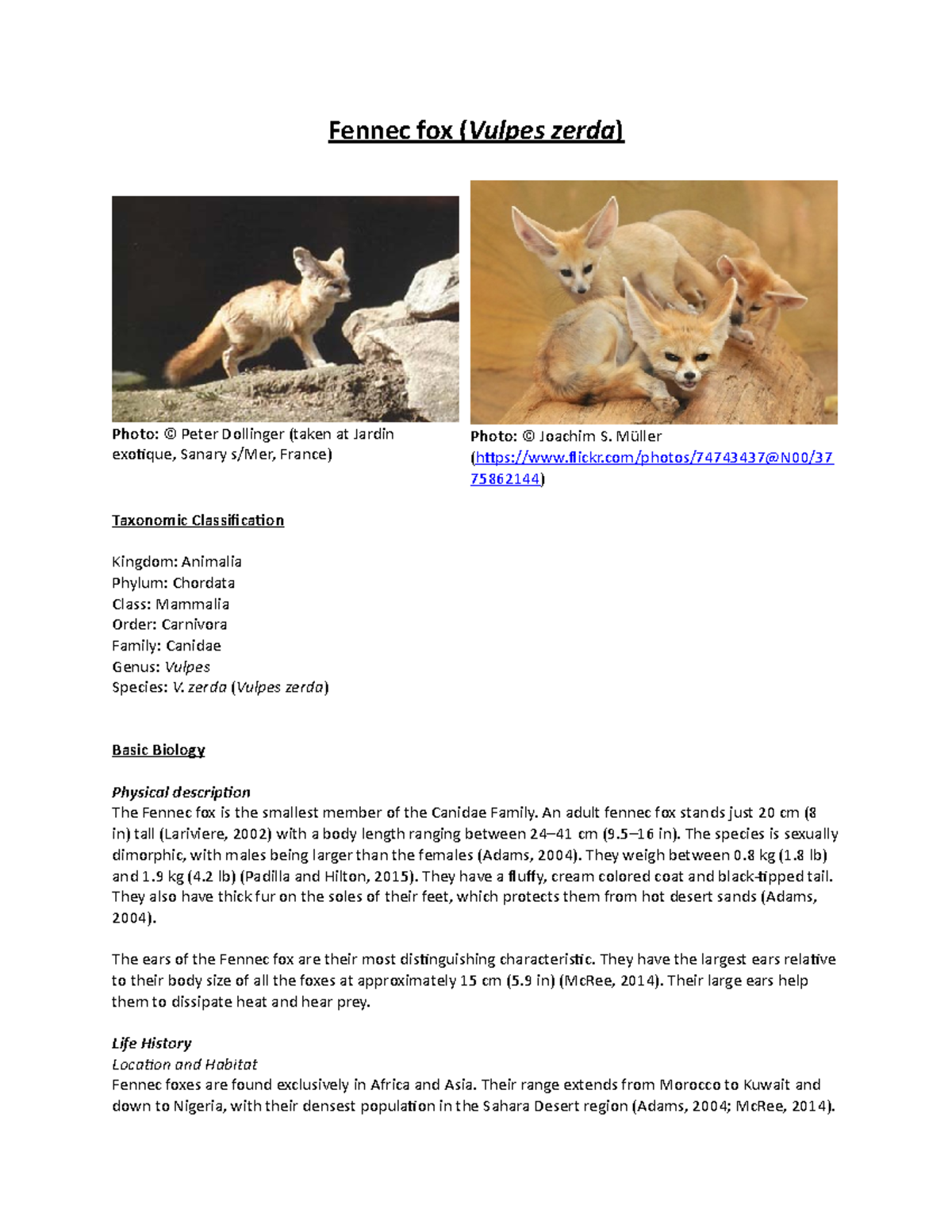 Animal Care Manual 4 - Fennec Fox ( Vulpes Zerda ) Photo: © Peter ...