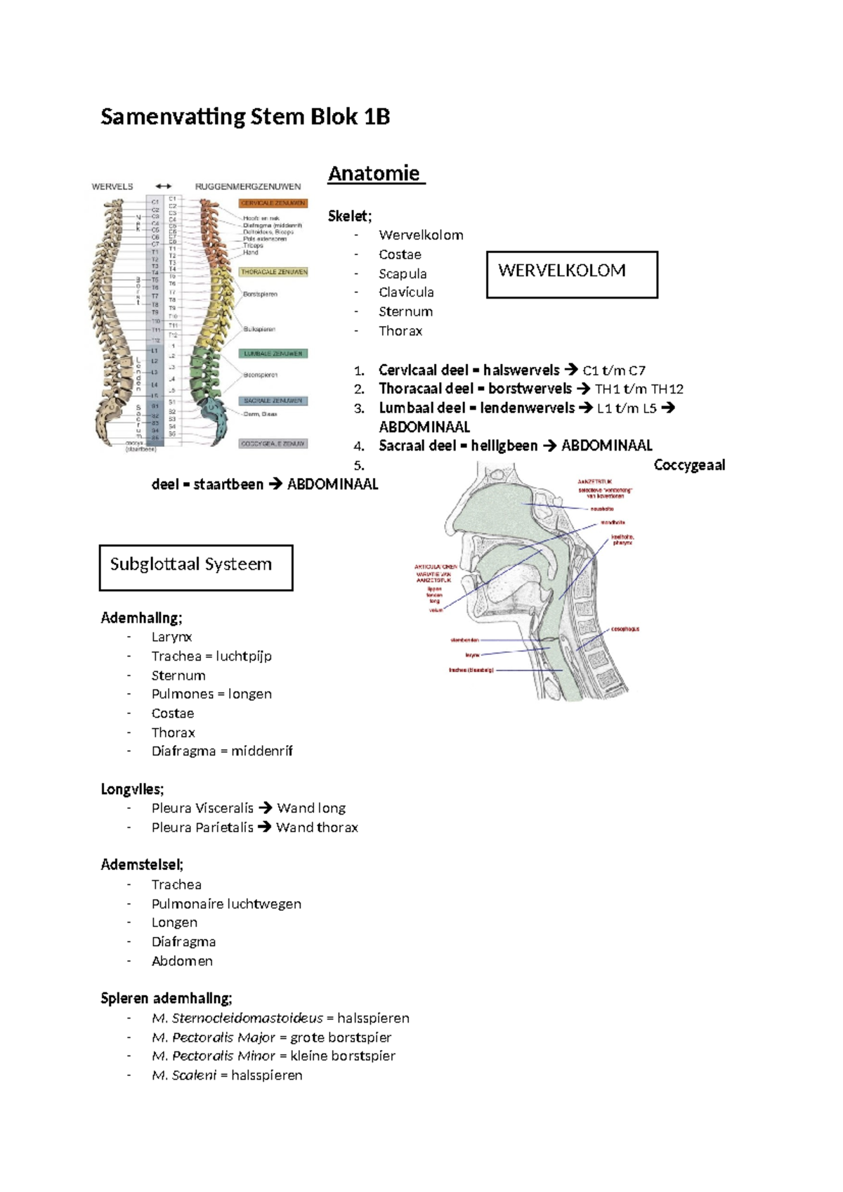 Stem Samenvatting Blok B - Samenvatting Stem Blok 1B Anatomie Skelet ...