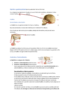 Capitulo 79 Guyton - Resumen Morfofisiologia IV - Studocu