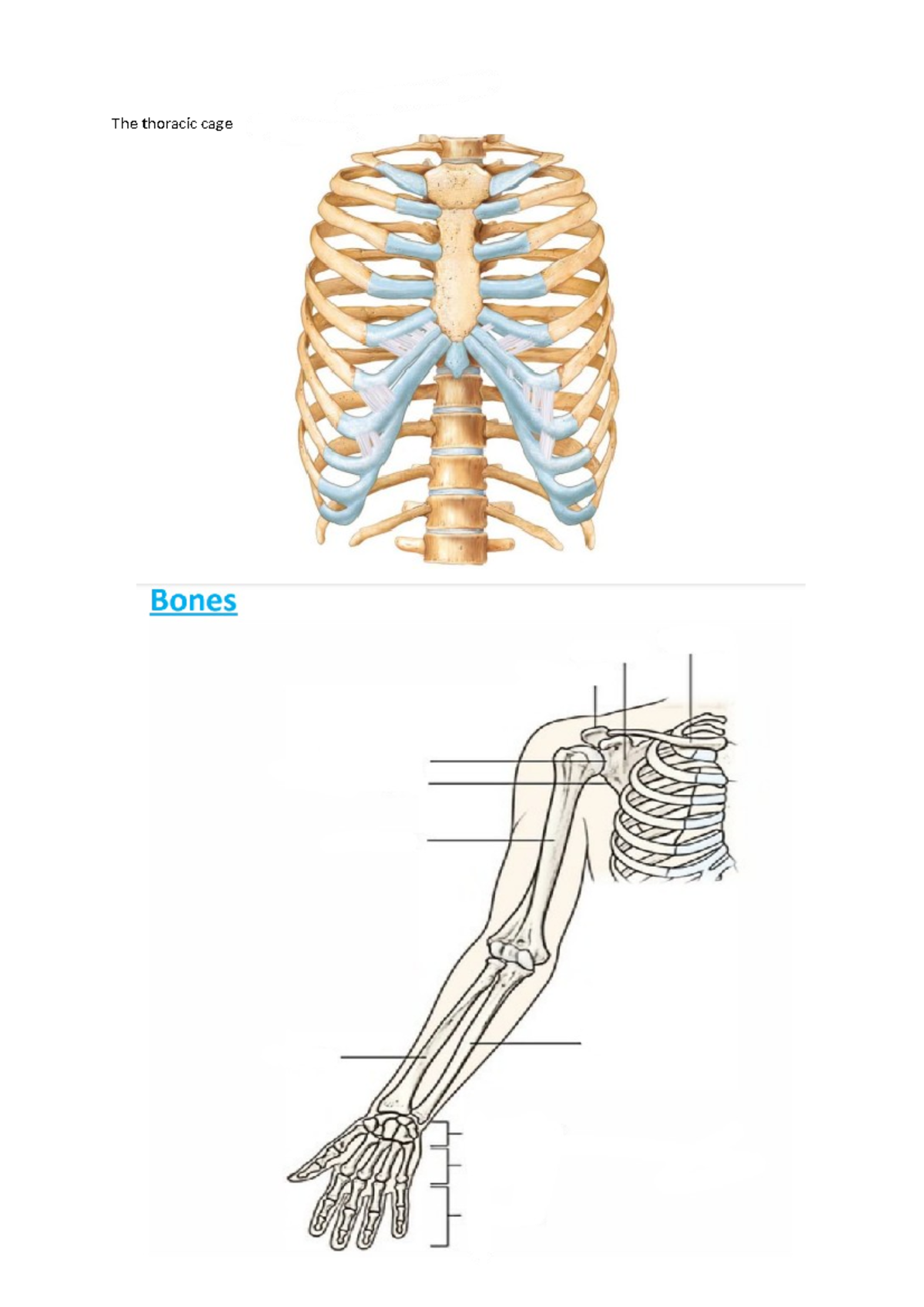 Bones - 400868 - The Thoracic Cage - Studocu